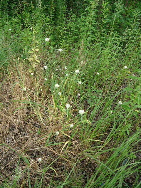 Image of cultivated garlic