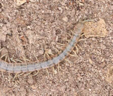 Imagem de Scolopendra viridis viridis Say 1821