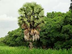 Image of palmyra palm