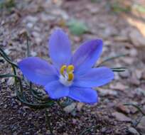 Image of Syringodea longituba subsp. violacea (M. P. de Vos) Goldblatt & J. C. Manning