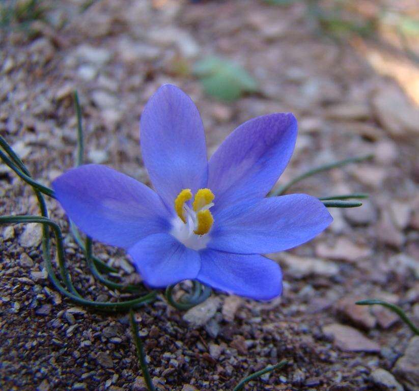 Image of Syringodea longituba subsp. violacea (M. P. de Vos) Goldblatt & J. C. Manning