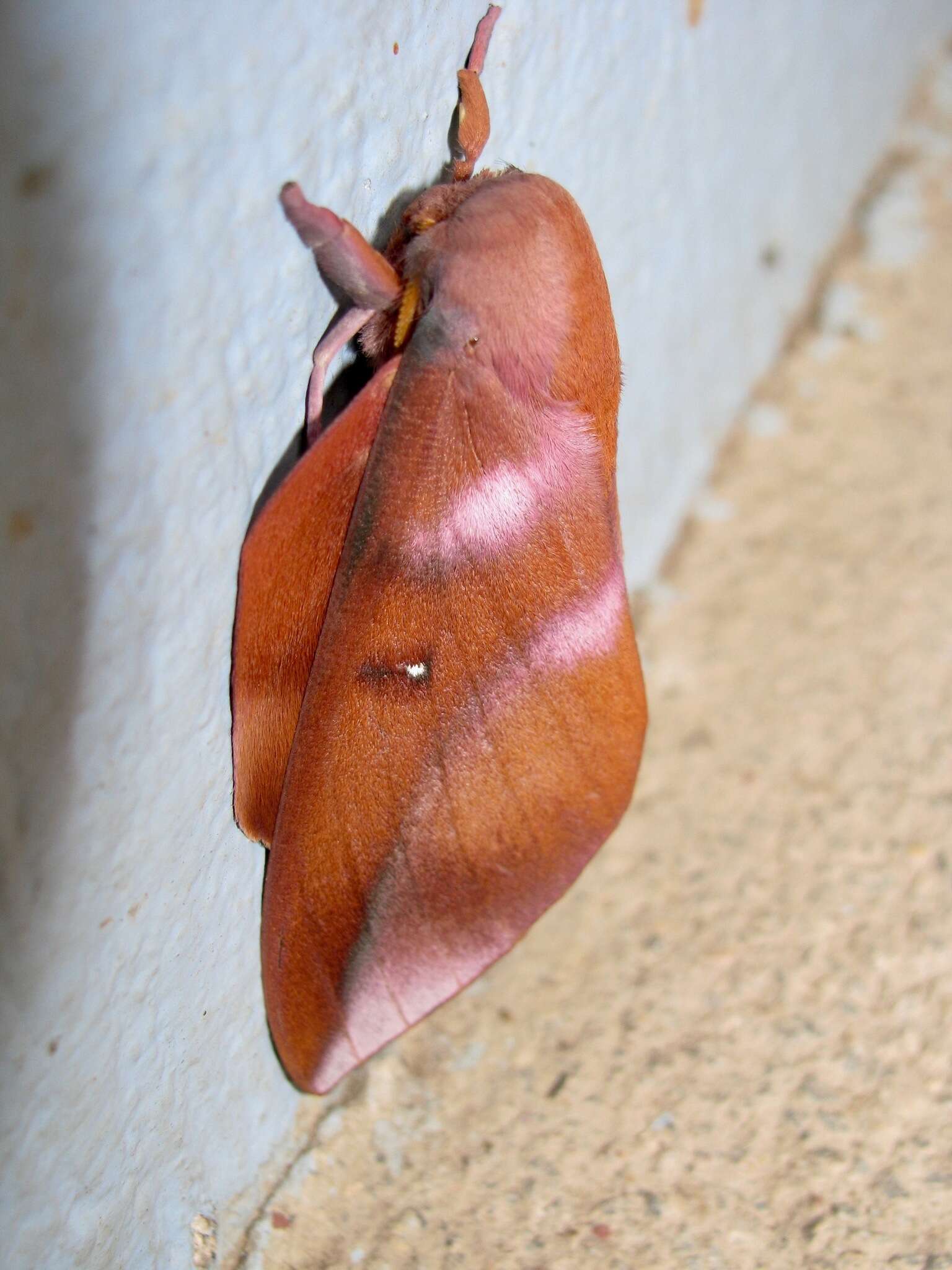 Image of Othorene purpurascens (Schaus 1905)