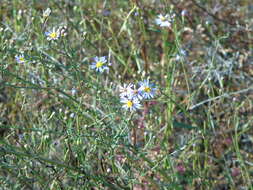 Tripolium pannonicum subsp. pannonicum resmi