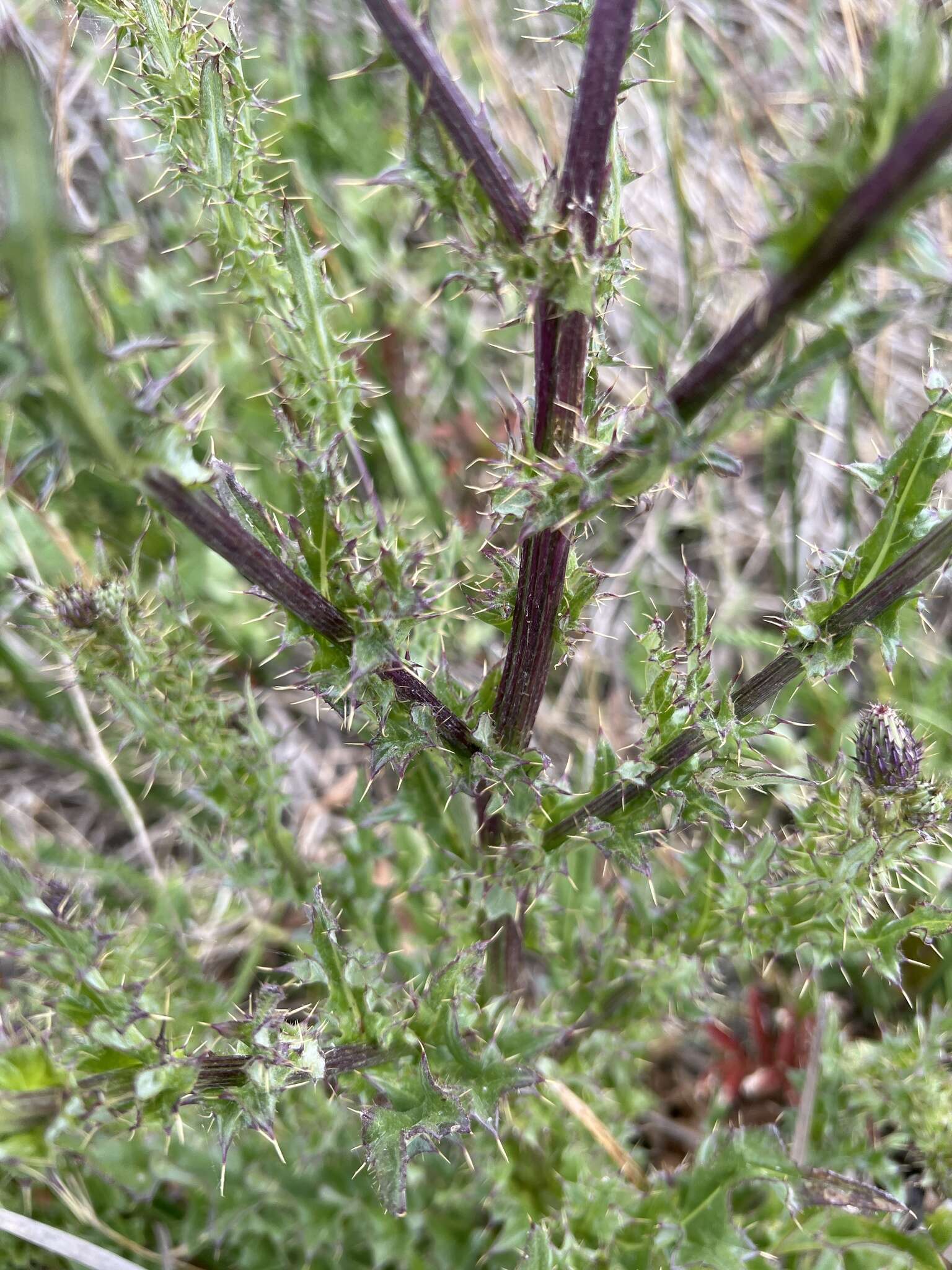 Image of Suisun thistle