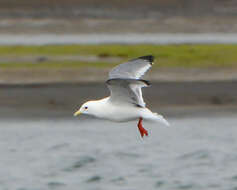 Image of Red-legged Kittiwake