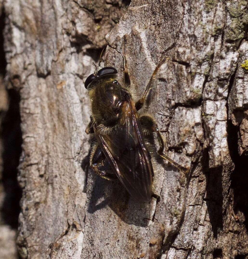 Image of Brachypalpus oarus (Walker 1849)