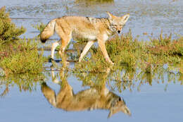 Image of Canis latrans clepticus Elliot 1903