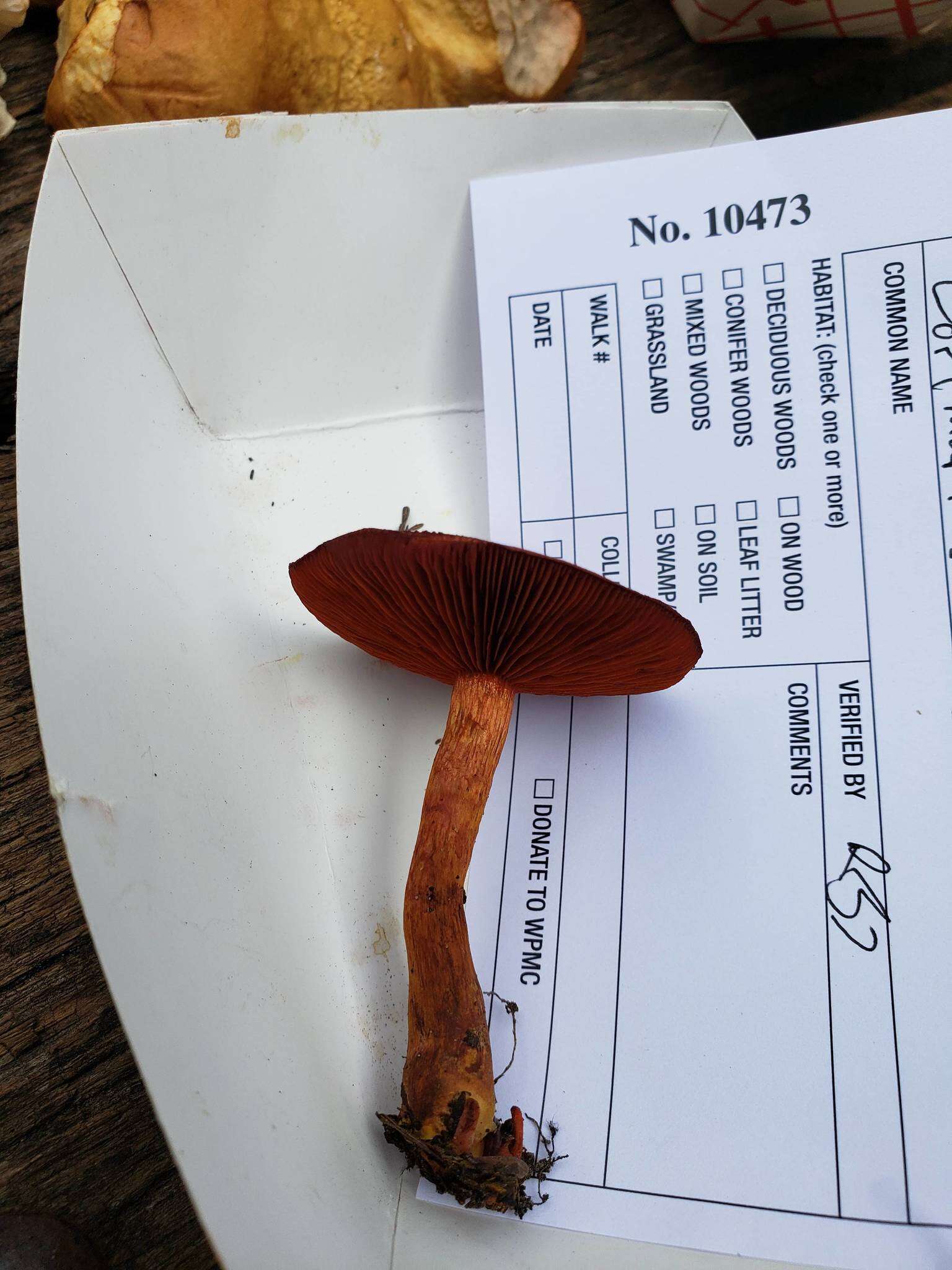 Image of Cortinarius harrisonii Ammirati, Niskanen & Liimat. 2013