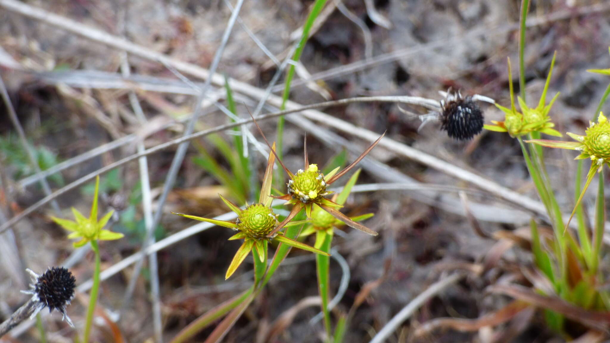 Sivun Xyris involucrata Nees kuva