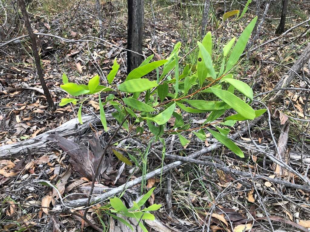 Image of Hakea florulenta Meissner