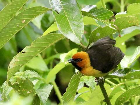 Image of Black-necked Weaver