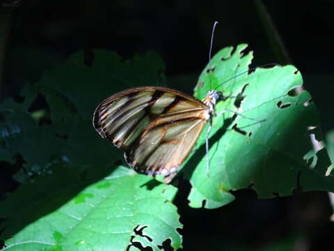 Image of Athesis clearista Doubleday (1847)