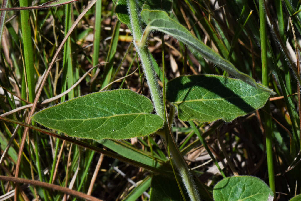 Imagem de Oxypetalum parviflorum (Decne.) Decne.