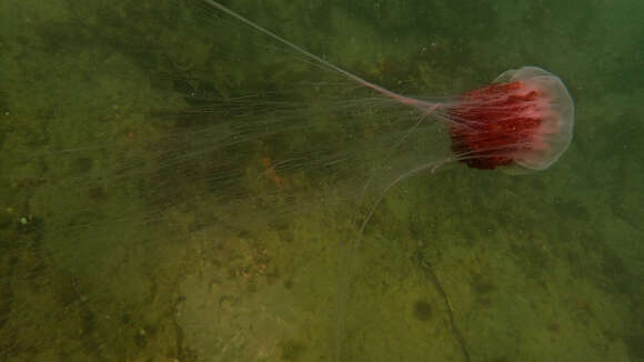 Image of lion’s mane