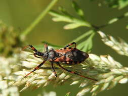 Image de Rhynocoris cuspidatus Ribaut 1922