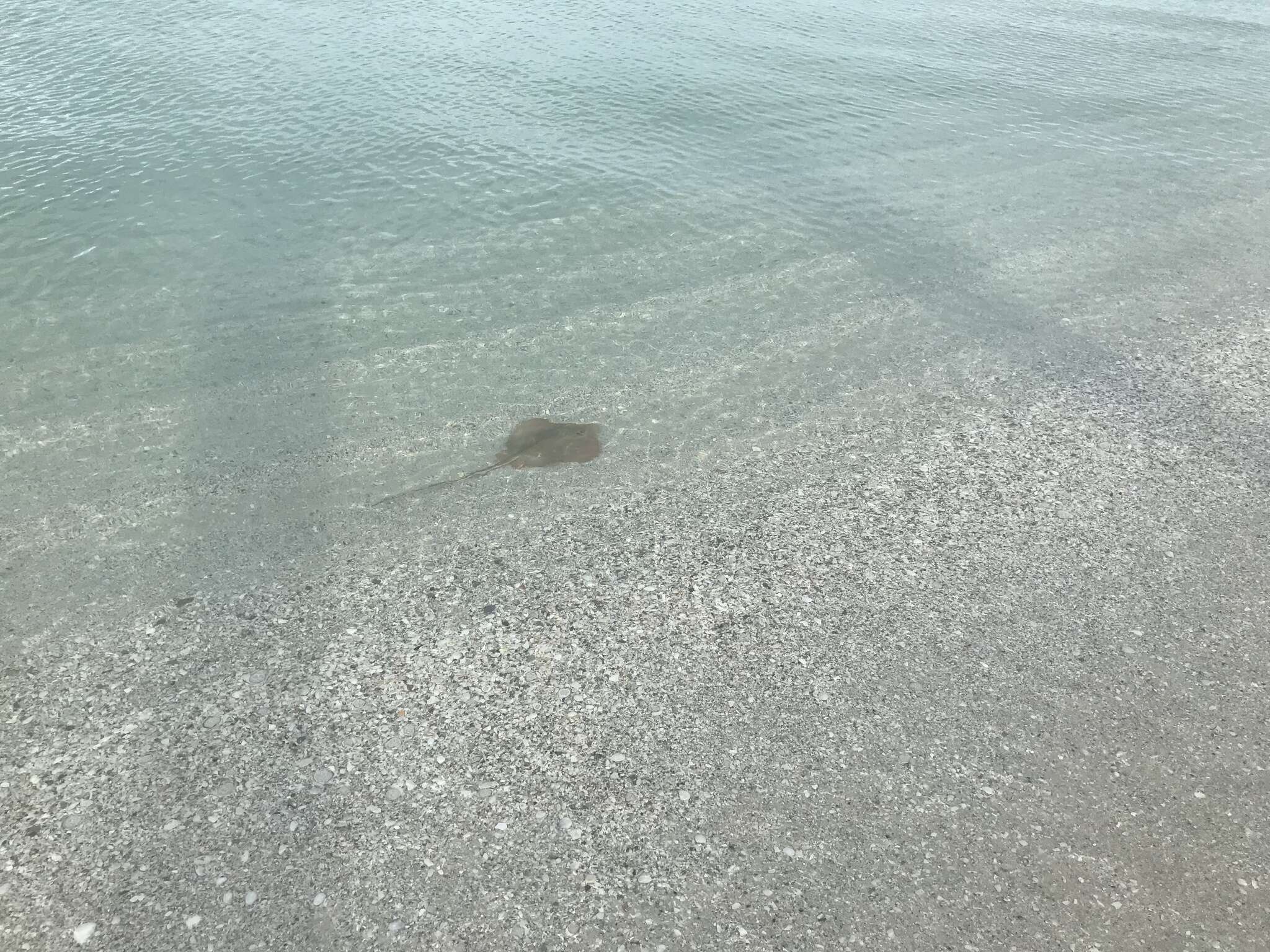 Image of Atlantic Stingray