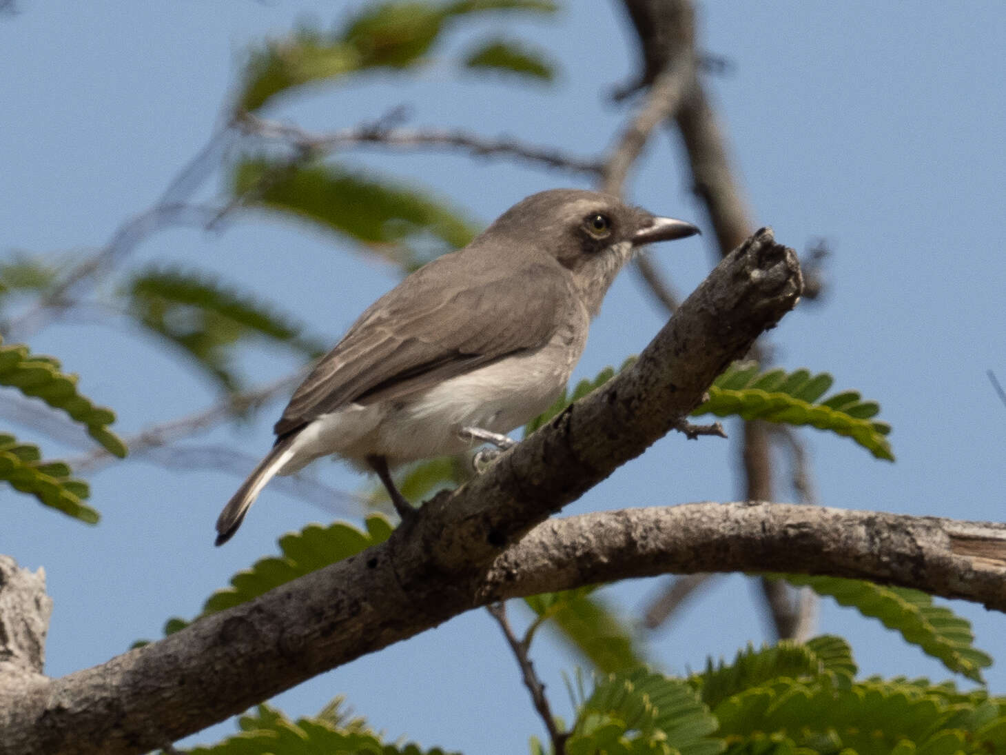 Image de Tephrodornis affinis Blyth 1847