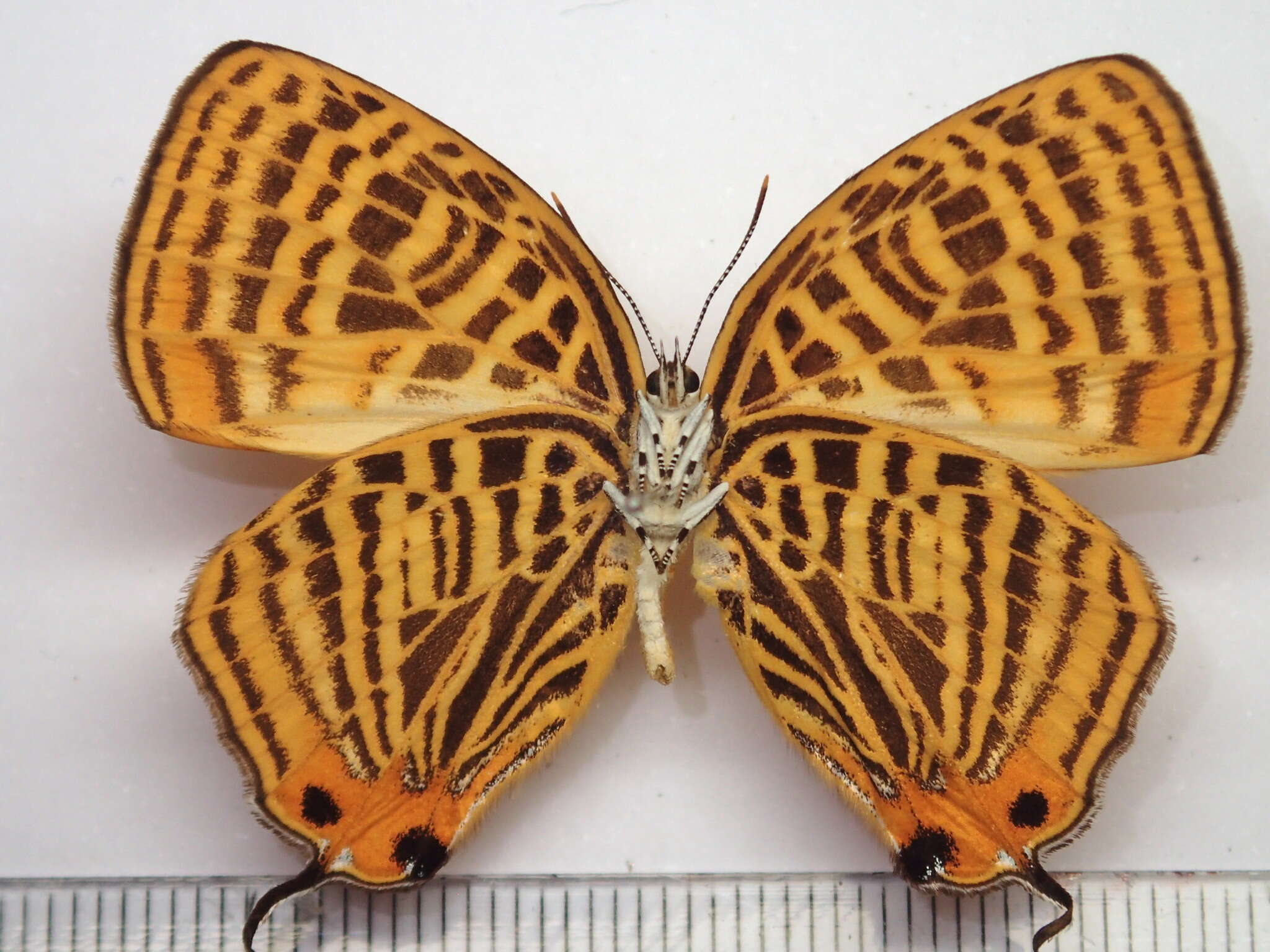 Image of Japonica saepestriata (Hewitson 1865)