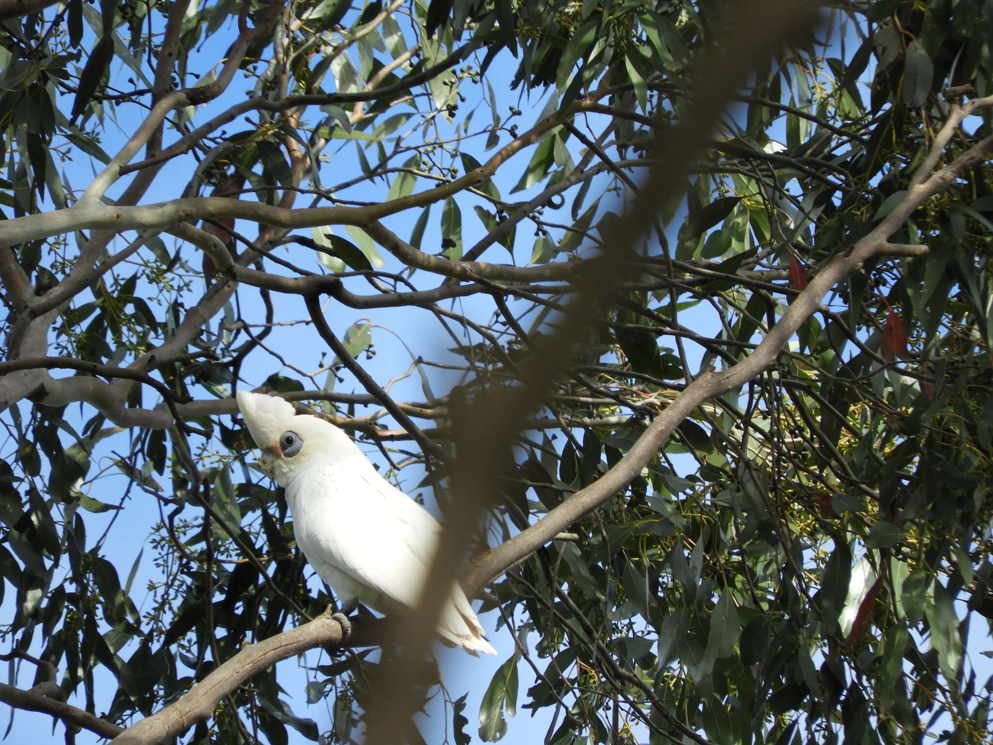 Image of Cacatua sanguinea gymnopis Sclater & PL 1871