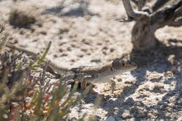 Image of Schreiber's Fringe-fingered Lizard