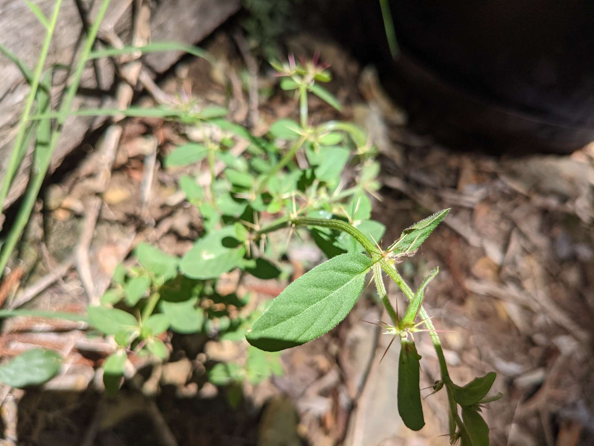 Image de Nyssanthes diffusa R. Br.