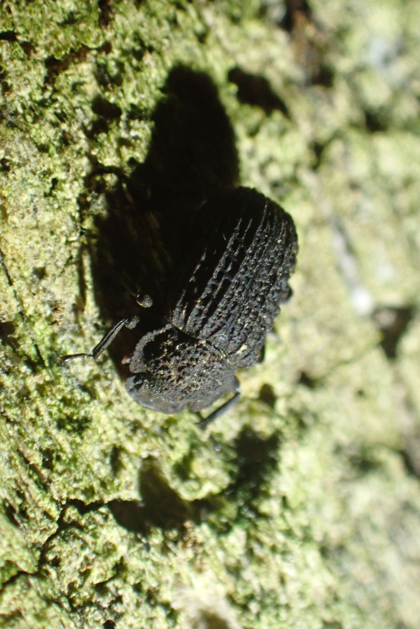 Image of Bolitophagus corticola Say 1826