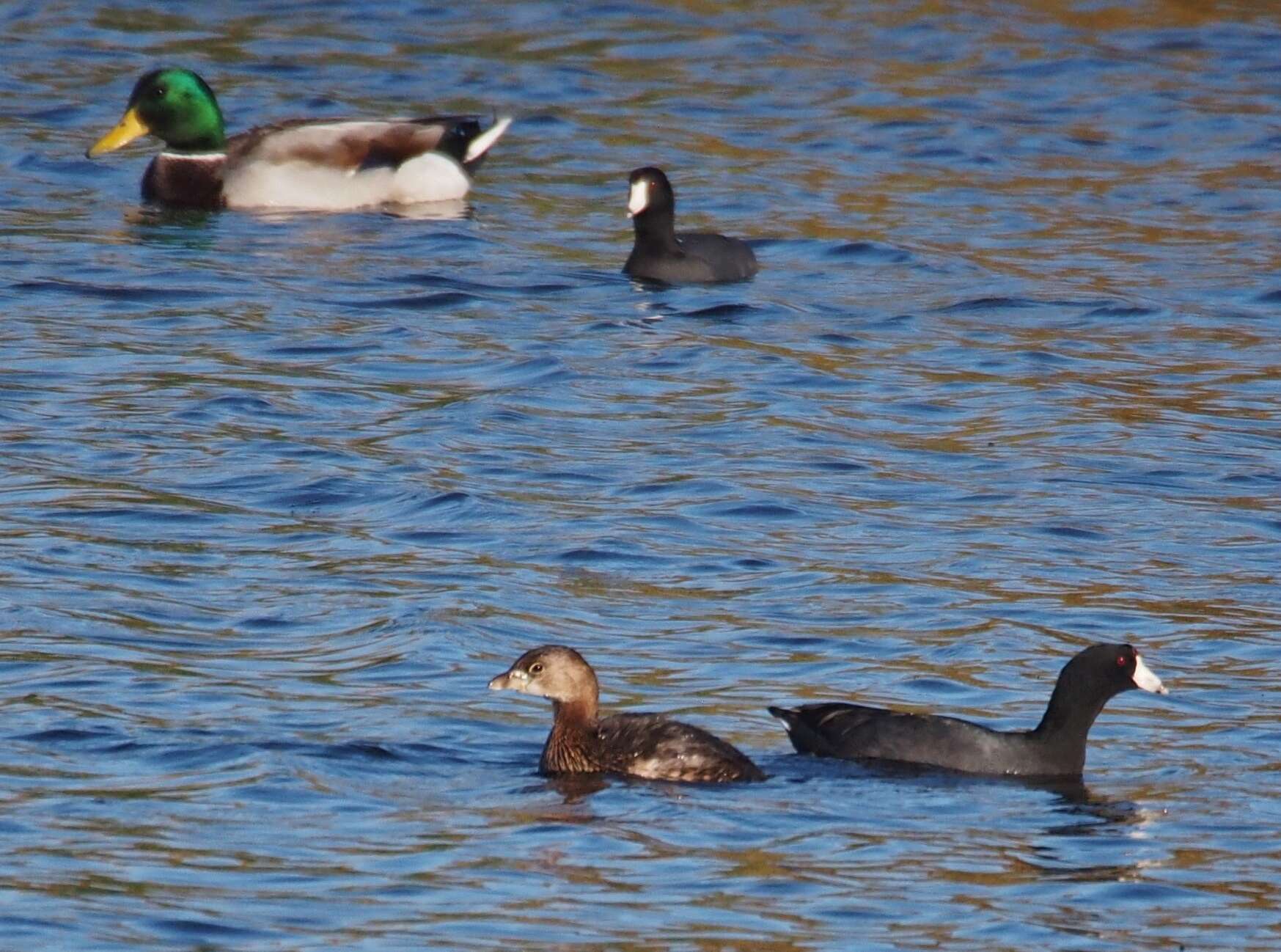 Image of Common Mallard