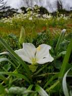 Слика од Oenothera acaulis Cav.