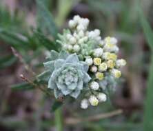 Image of Felted everlasting