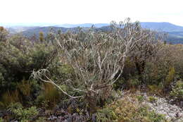 Слика од Olearia lacunosa Hook. fil.