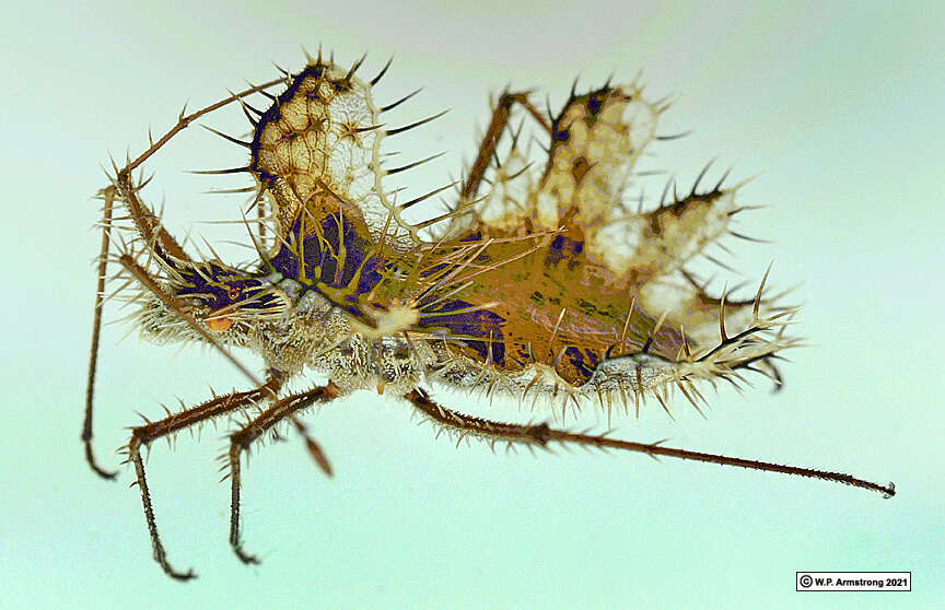 Image de Phyllomorpha