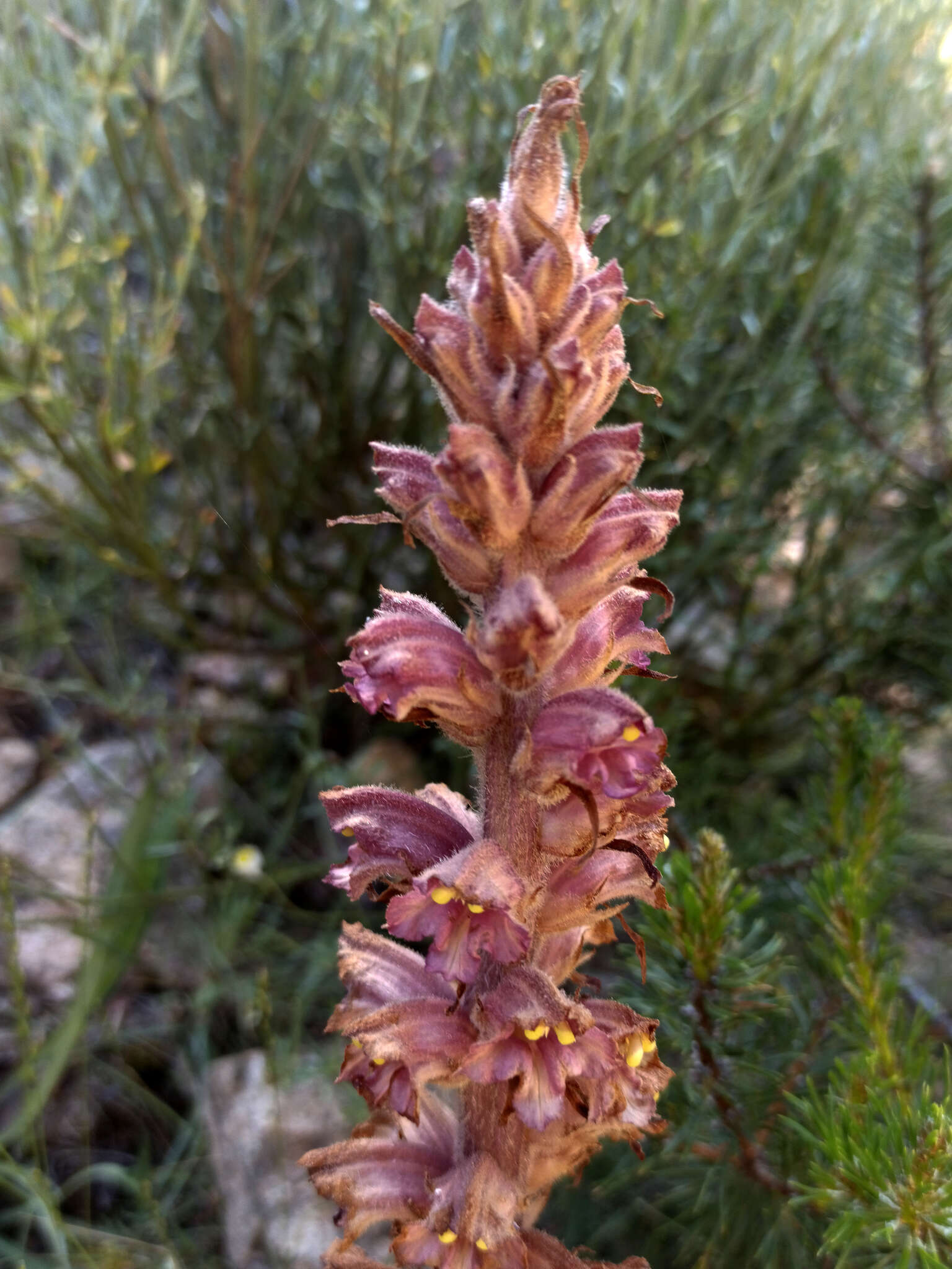 Image of greater broomrape