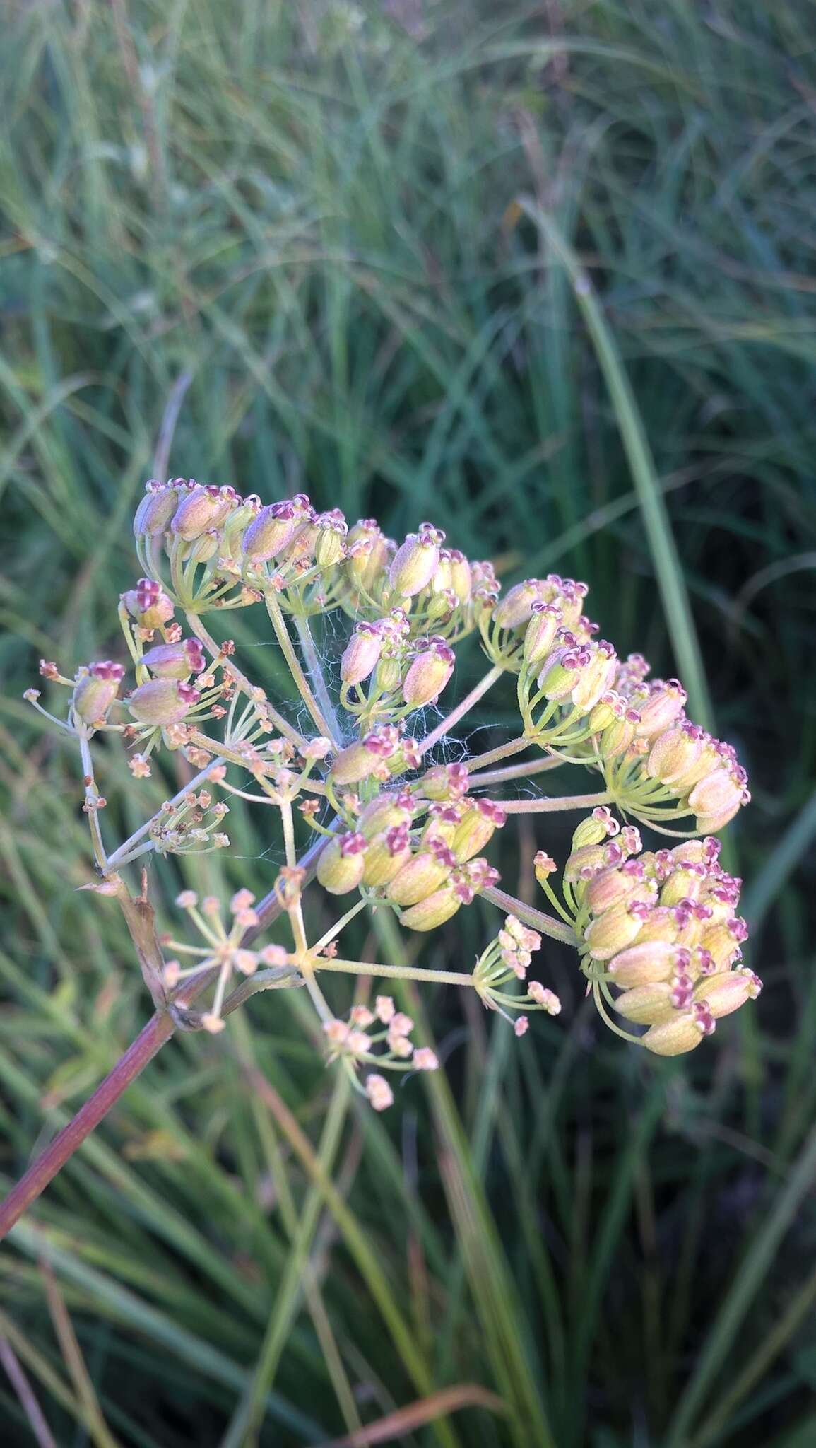 Image of Ostericum palustre (Besser) Besser