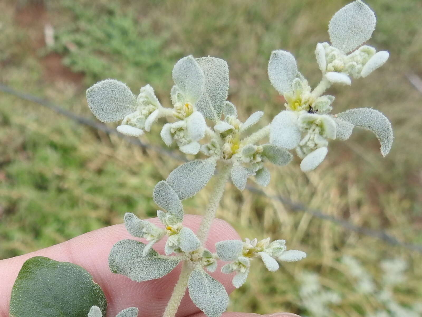 Imagem de Tidestromia lanuginosa (Nutt.) Standl.