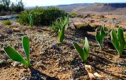 Image of Haemanthus dasyphyllus Snijman