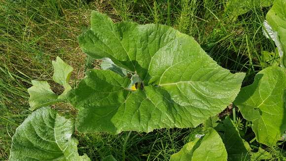 Image of Petasites spurius (Retz.) Rchb.