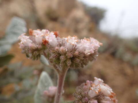 Image of Pacific yerba santa