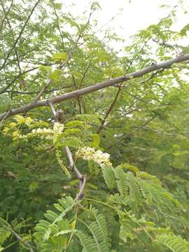 Image of catechu tree