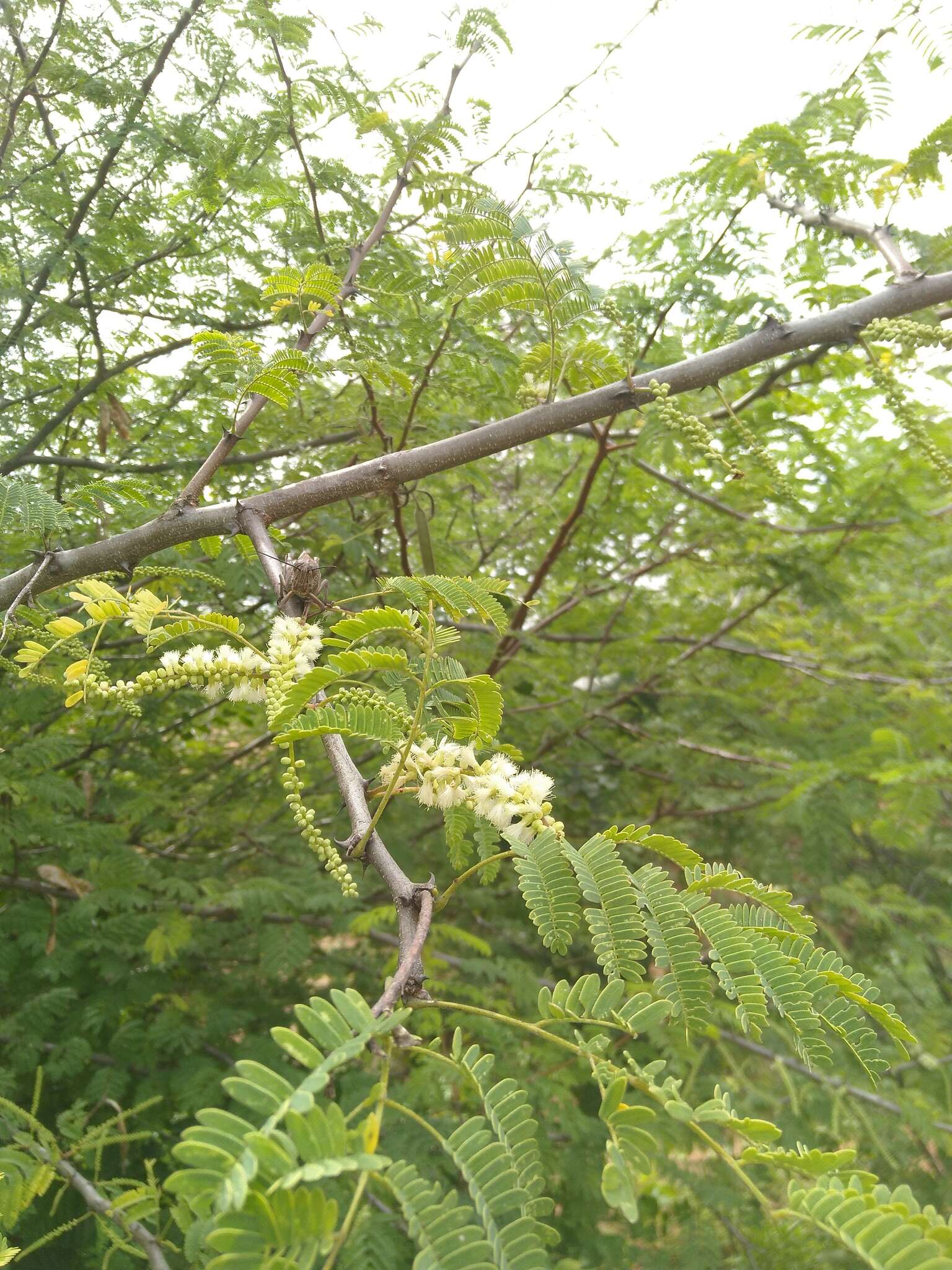 Image of catechu tree