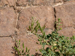 Image of Cleome dolichostyla Jafri