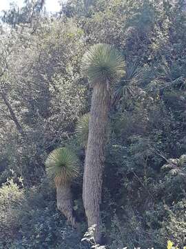 Слика од Yucca queretaroensis Piña Luján