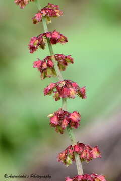 Rumex nepalensis Spreng. resmi