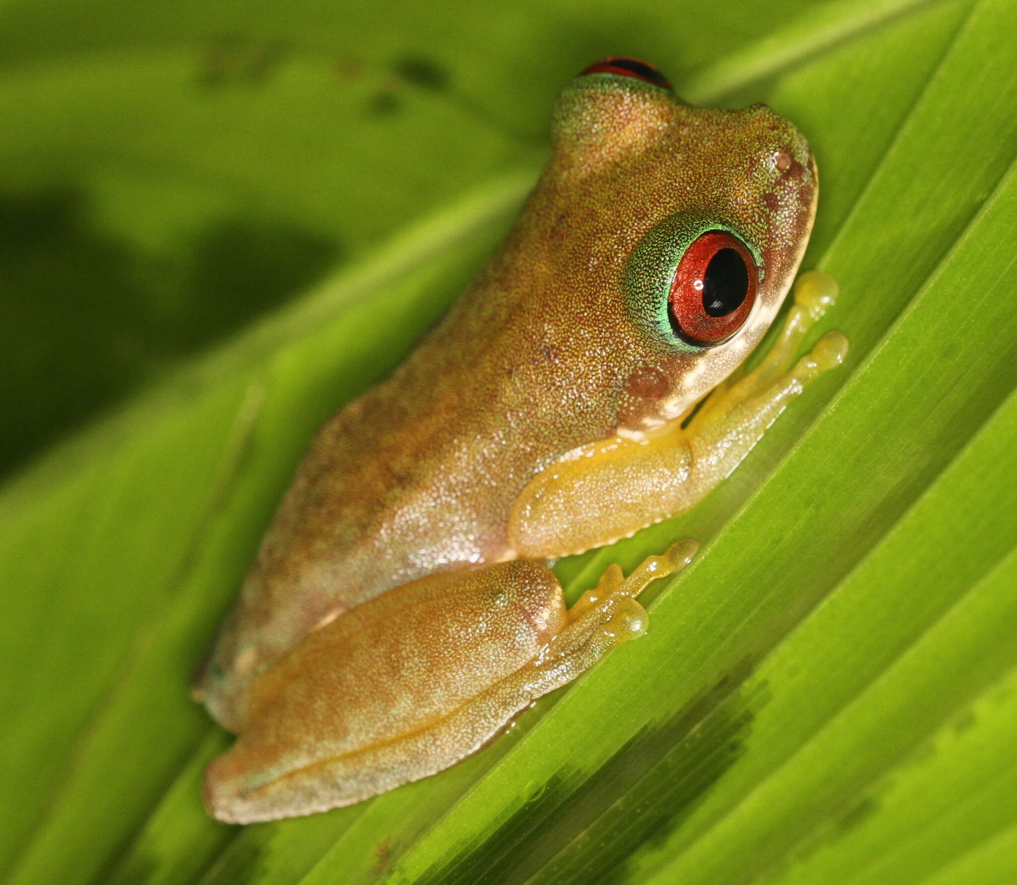 Image de Duellmanohyla salvavida (McCranie & Wilson 1986)