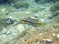 Image of Ocellated Wrasse