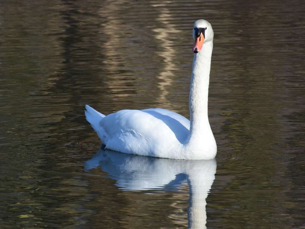 Image of Mute Swan