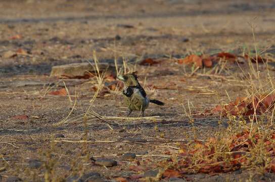 Image of Crested Barbet