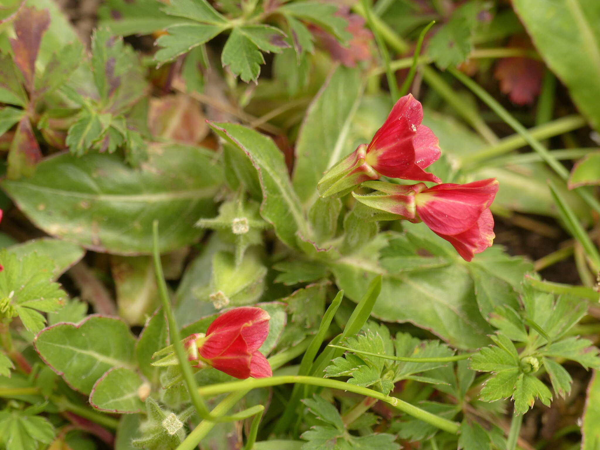 Oenothera epilobiifolia Kunth的圖片