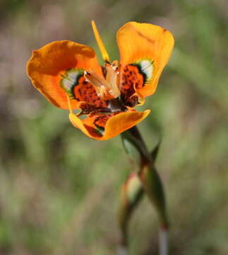 Image of Moraea tulbaghensis L. Bolus