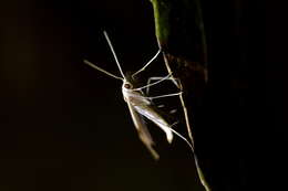 Image of <i>Pterophorus furcatalis</i>