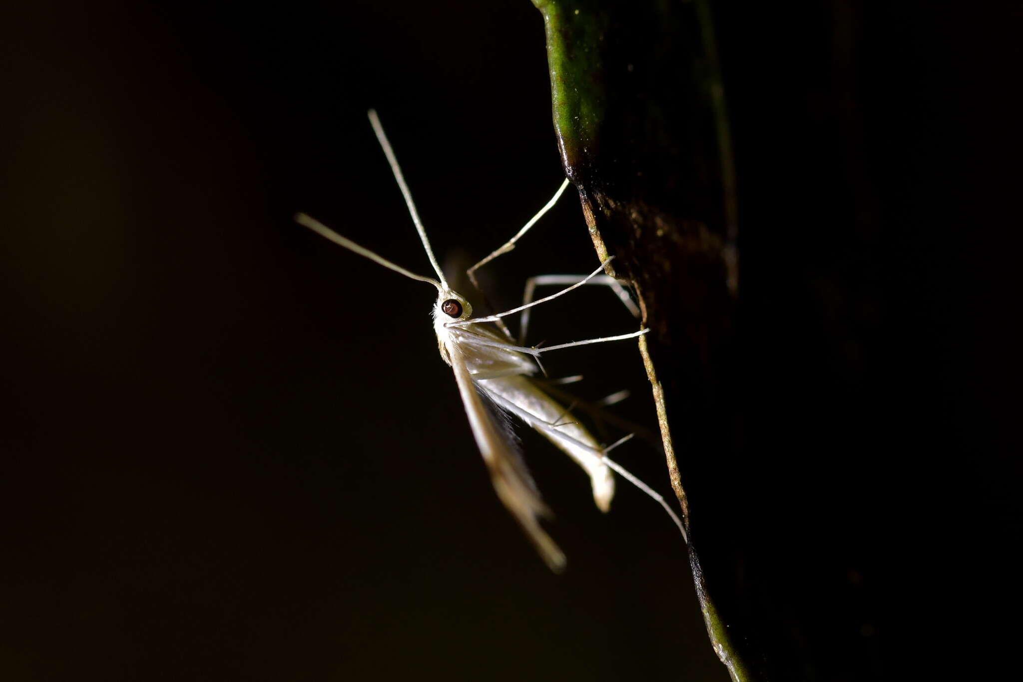 Image of <i>Pterophorus furcatalis</i>